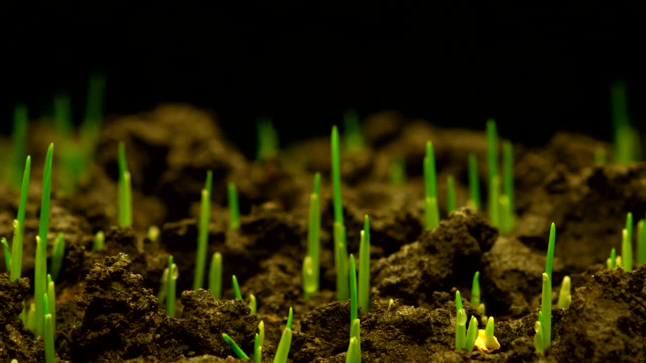 Stock Video Grass Growing Time Lapse Live Wallpaper For PC