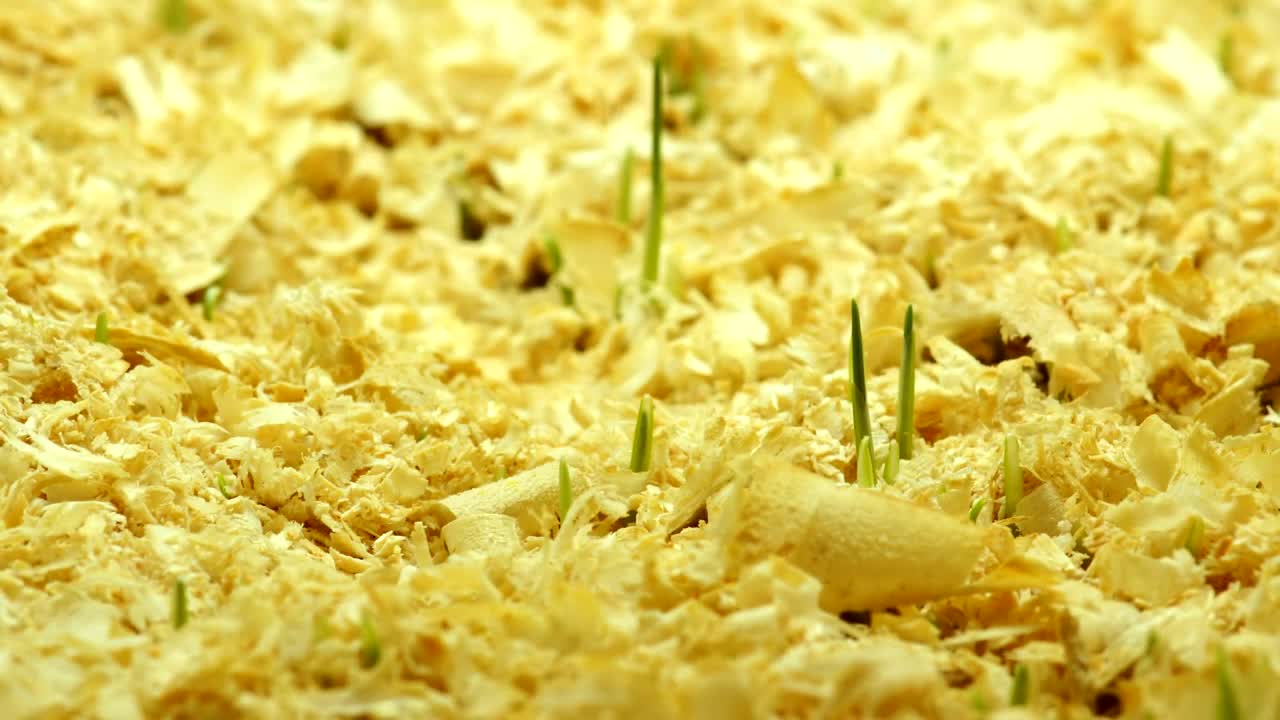 Stock Video Grass Growing Over Wooden Soil Live Wallpaper For PC