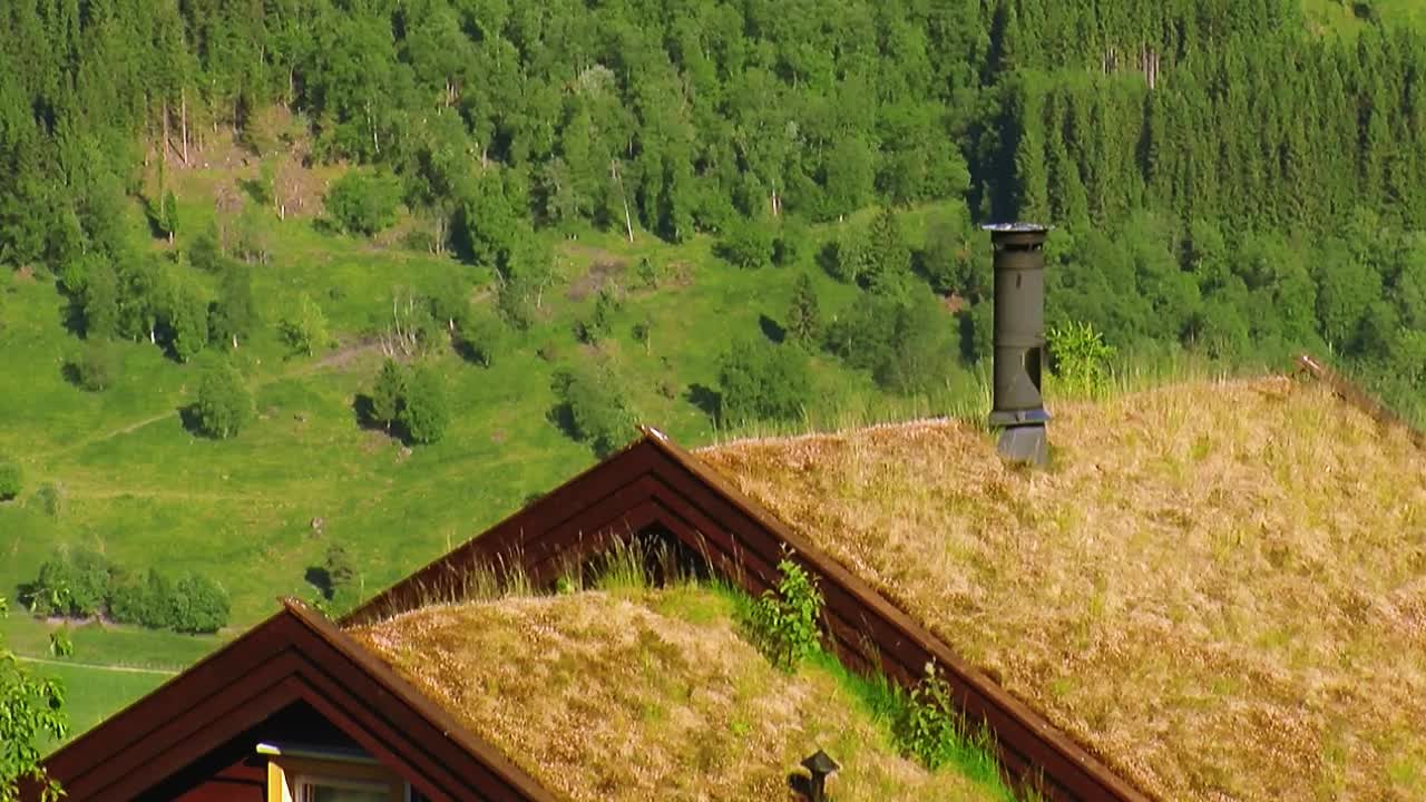 Stock Video Grass Growing On A Rooftop Live Wallpaper For PC