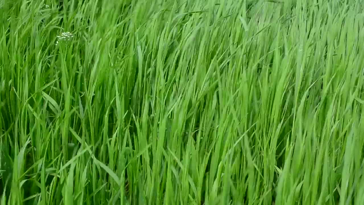 Stock Video Grass After Rainfall Live Wallpaper For PC