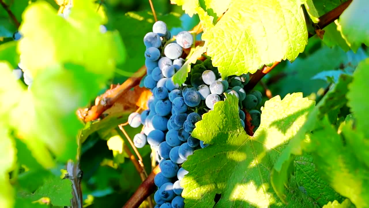 Stock Video Grapes Ready For Harvest In The Sunrise Live Wallpaper For PC