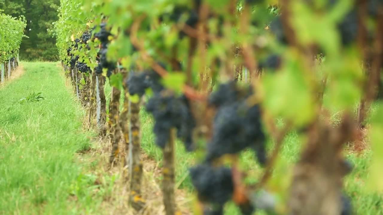 Stock Video Grape Trees At The Vineyard Live Wallpaper For PC