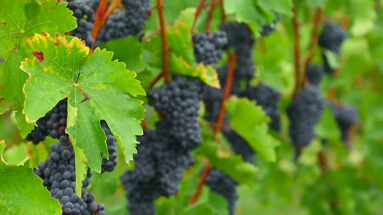 Stock Video Grape Clusters Hanging In The Vineyard Live Wallpaper For PC