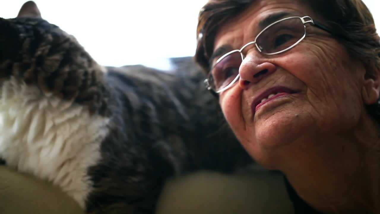 Stock Video Grandmother Chatting With Her Cat Live Wallpaper For PC