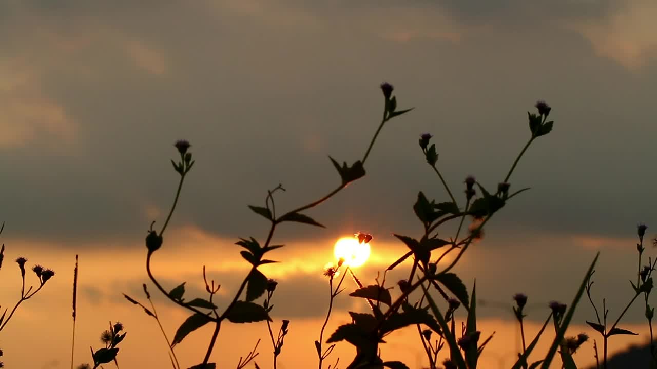 Stock Video Graden Plants Silhouetted Against The Sky Live Wallpaper For PC