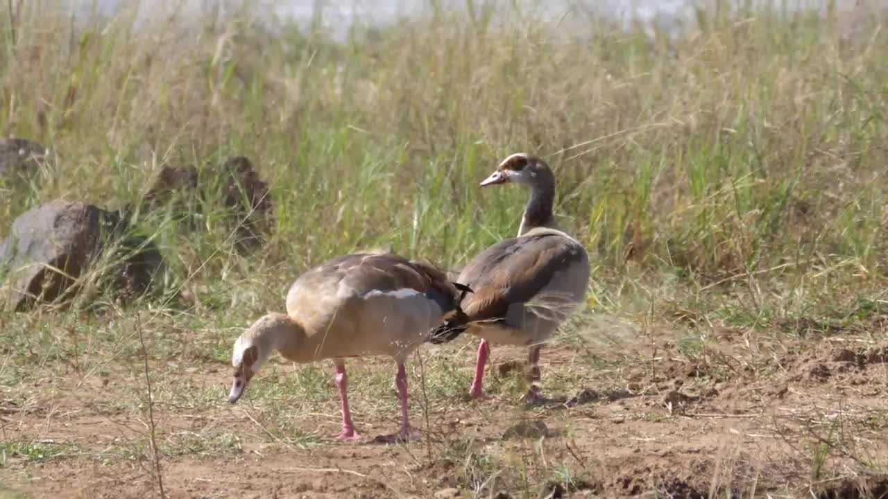 Stock Video Gooses Grazing In The Valley Live Wallpaper For PC