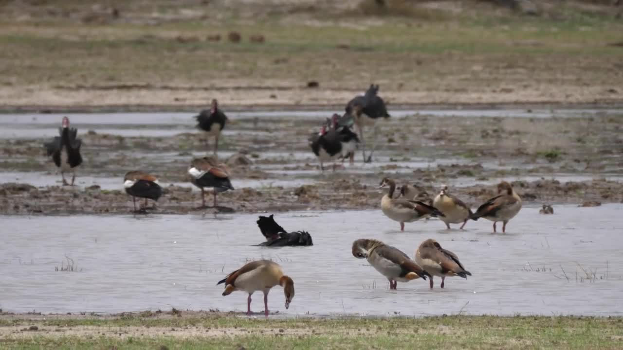 Stock Video Gooses And Ducks Enjoying The Pond Live Wallpaper For PC