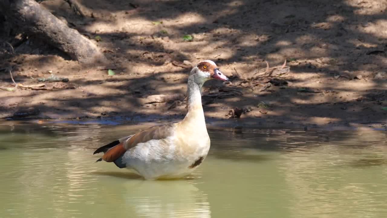 Stock Video Goose Walking In A Lakeshore Live Wallpaper For PC