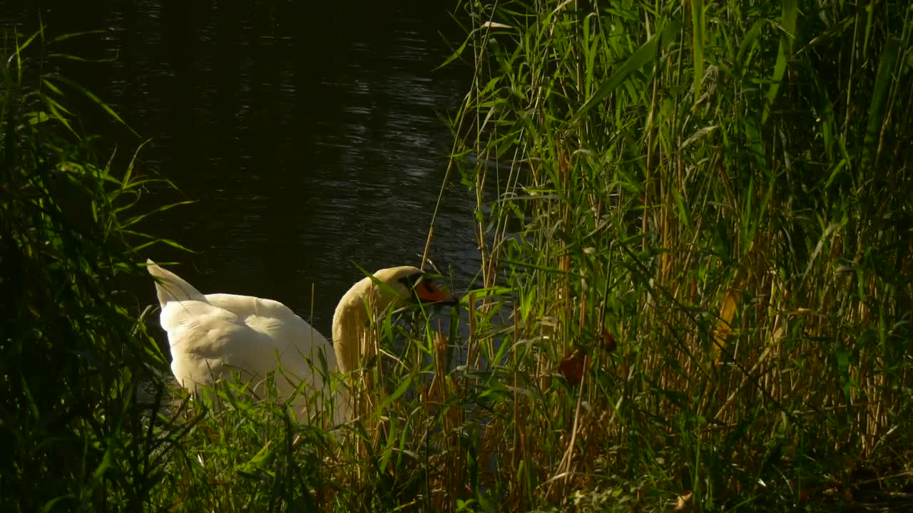 Stock Video Goose Feeding On The Shore Of A Lake Live Wallpaper For PC