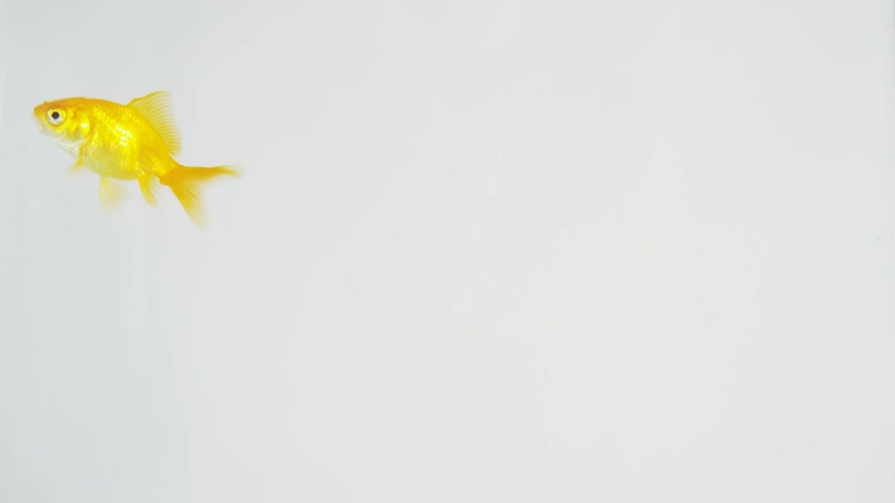 Stock Video Goldfish Swimming On A White Background Live Wallpaper For PC