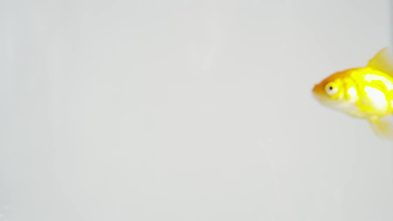 Stock Video Goldfish Swimming In Clear Water Live Wallpaper For PC