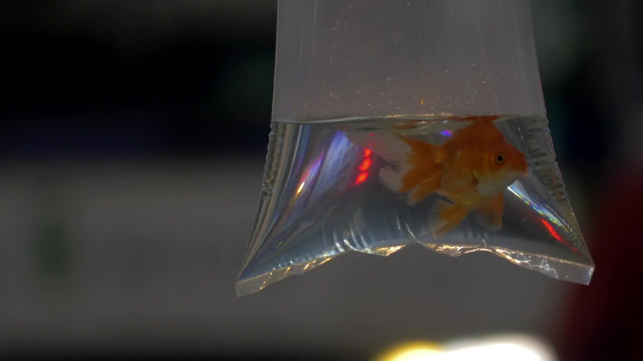 Stock Video Goldfish Prize At An Amusement Park Live Wallpaper For PC