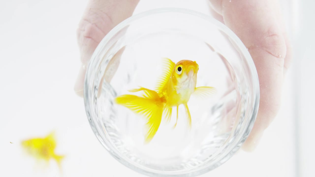 Stock Video Goldfish In A Glass Live Wallpaper For PC
