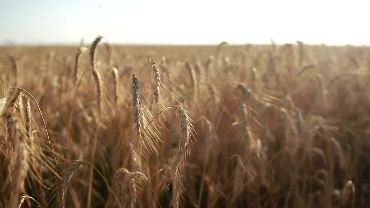 Stock Video Golden Tops Of Wheat Live Wallpaper For PC