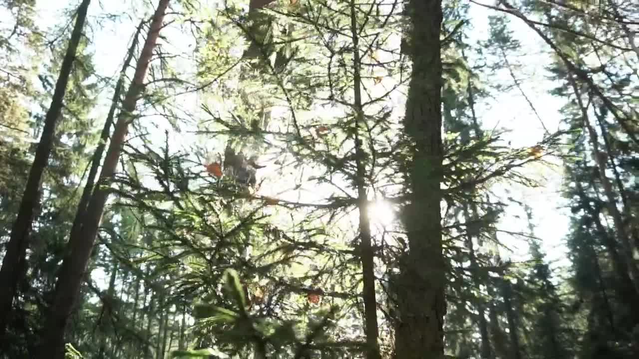 Stock Video Golden Sunshine Through A Forest Live Wallpaper For PC