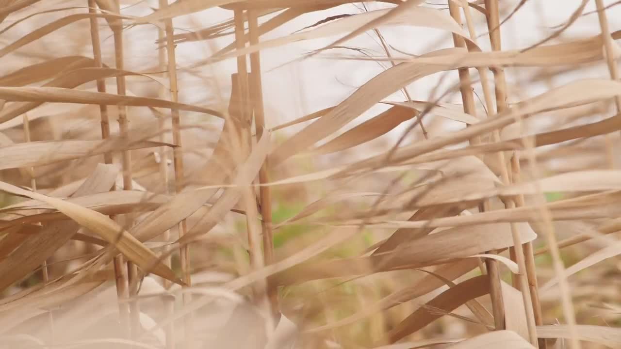 Stock Video Golden Leaves Being Moved By The Wind Live Wallpaper For PC