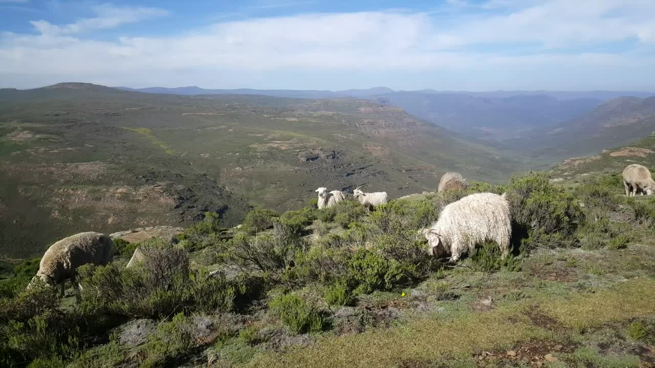 Stock Video Goats Grazing In The Mountain Live Wallpaper For PC