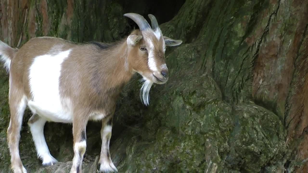 Stock Video Goat With Small Horns Live Wallpaper For PC