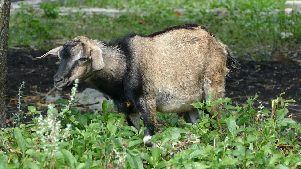 Stock Video Goat Standing In The Field Live Wallpaper For PC