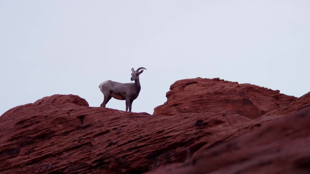 Stock Video Goat On Top Of A Rocky Hill Live Wallpaper For PC