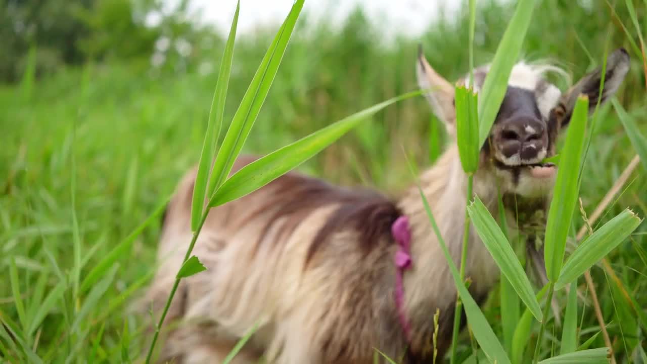 Stock Video Goat Feeding In The Grass Live Wallpaper For PC