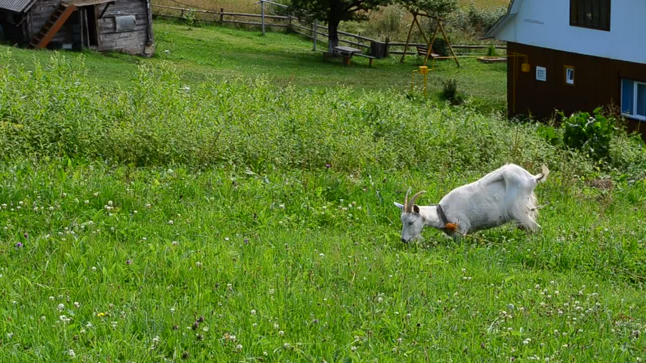 Stock Video Goat Eating Grass In A Meadow Live Wallpaper For PC