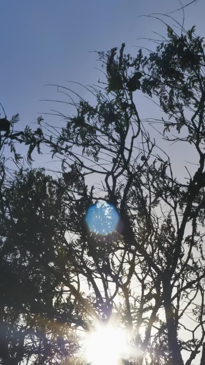 Stock Video Glowing Sun Through A Tree Live Wallpaper For PC