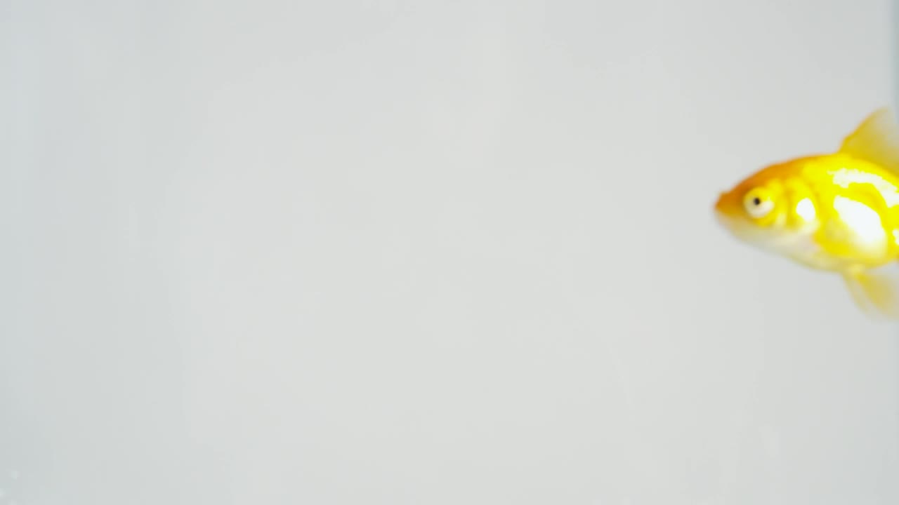 Stock Video Glodfish Swimming Live Wallpaper For PC