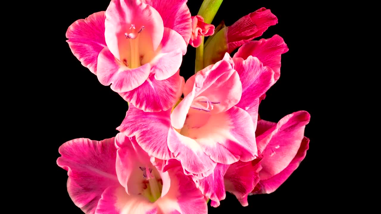 Stock Video Gladiolos Pink Flower Opening Live Wallpaper For PC