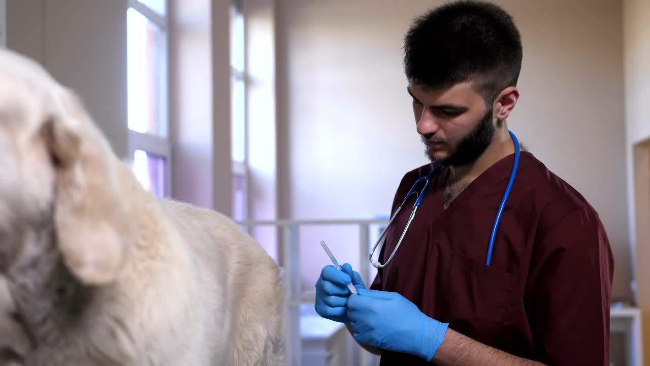 Stock Video Giving A Pet Dog A Vaccine Live Wallpaper For PC