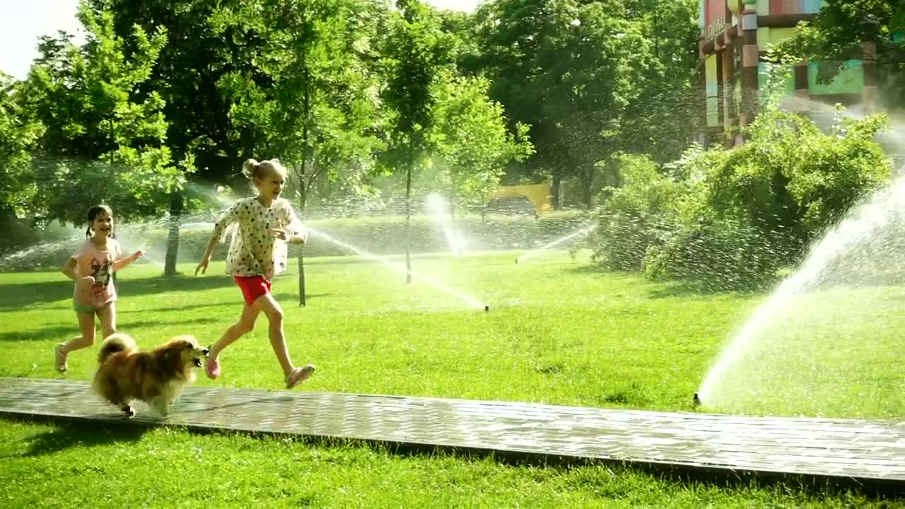 Stock Video Girls Playing With Dog In The Park Live Wallpaper For PC