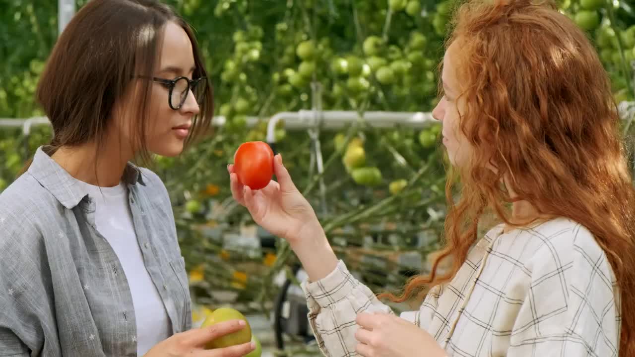 Stock Video Girls Checking Tomatoes At A Greenhouse Live Wallpaper For PC
