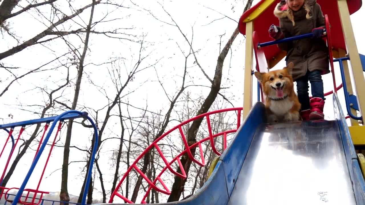 Stock Video Girl With Pet Dog In The Playground Live Wallpaper For PC
