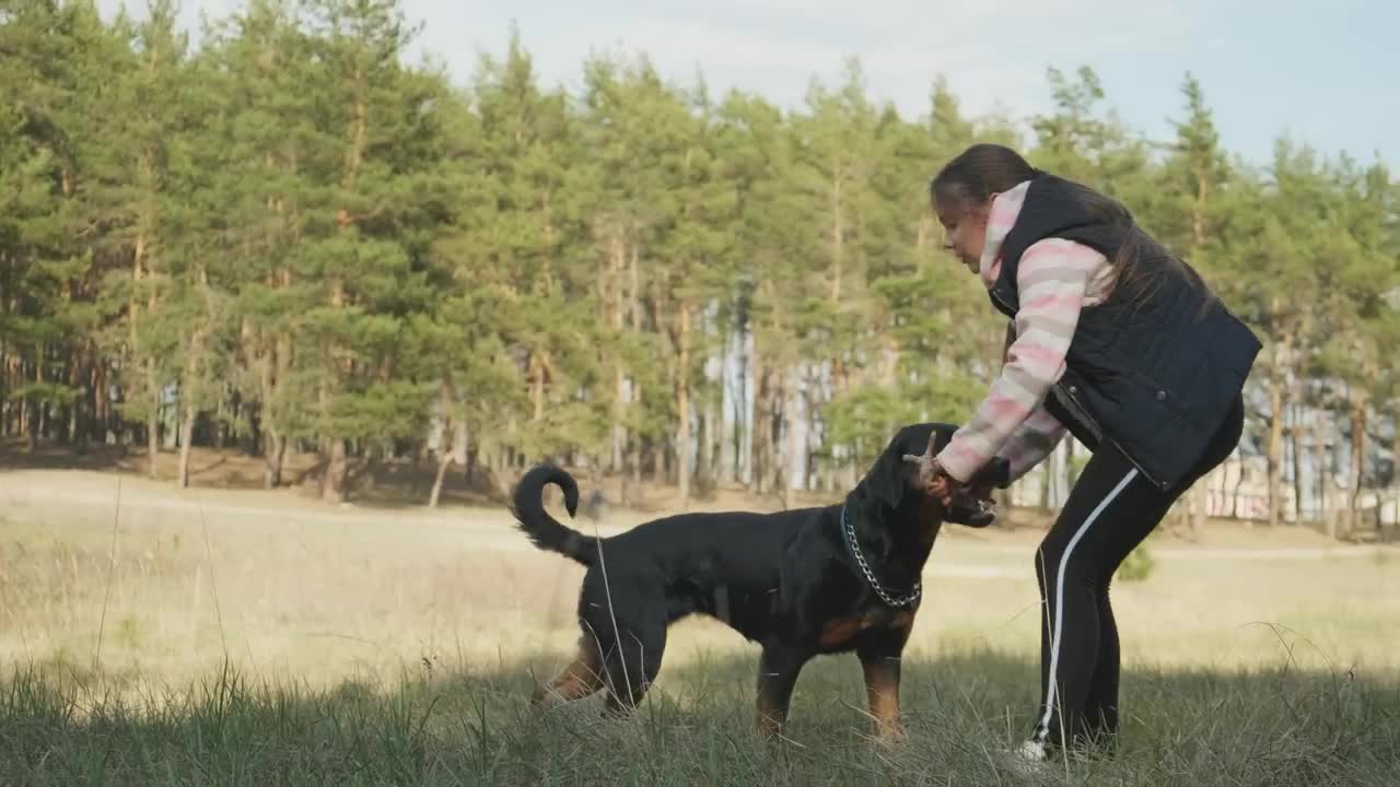 Stock Video Girl Playing With Her Dog On The Meadow Live Wallpaper For PC