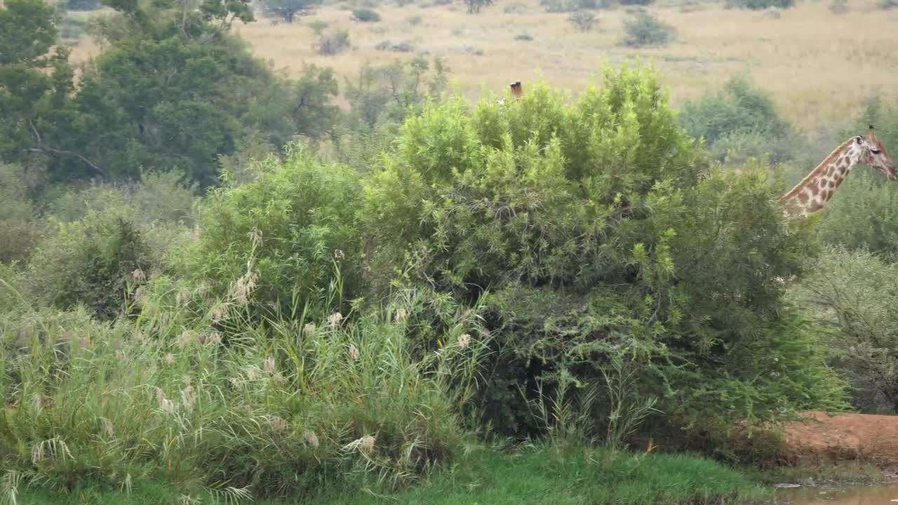 Stock Video Giraffes Looking For Food In The Savanna Live Wallpaper For PC