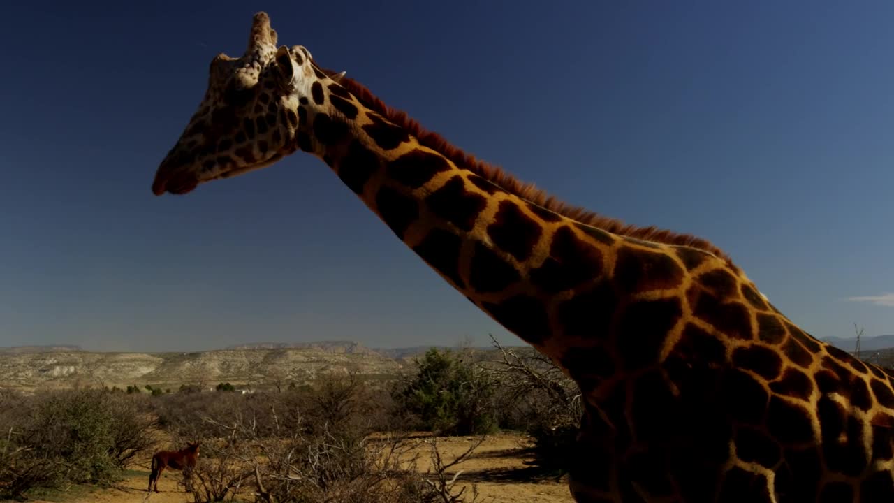 Stock Video Giraffe Walking In The Desert Live Wallpaper For PC