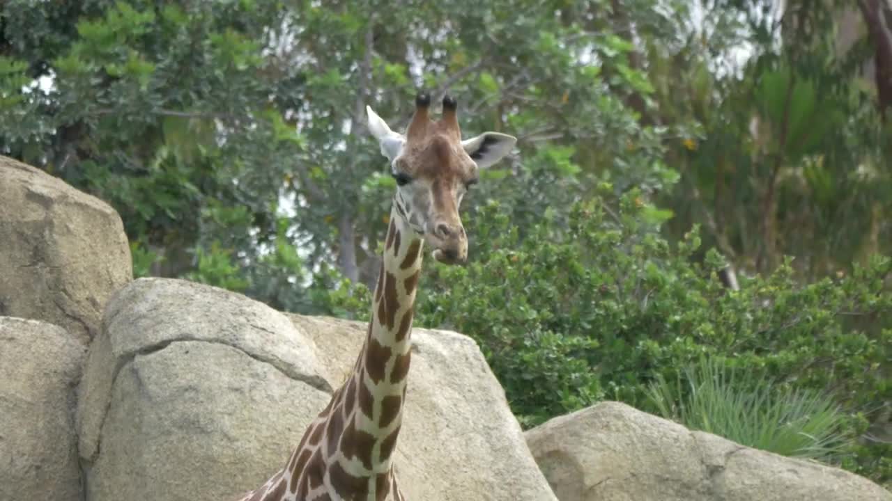 Stock Video Giraffe Looking Around At A Zoo Live Wallpaper For PC