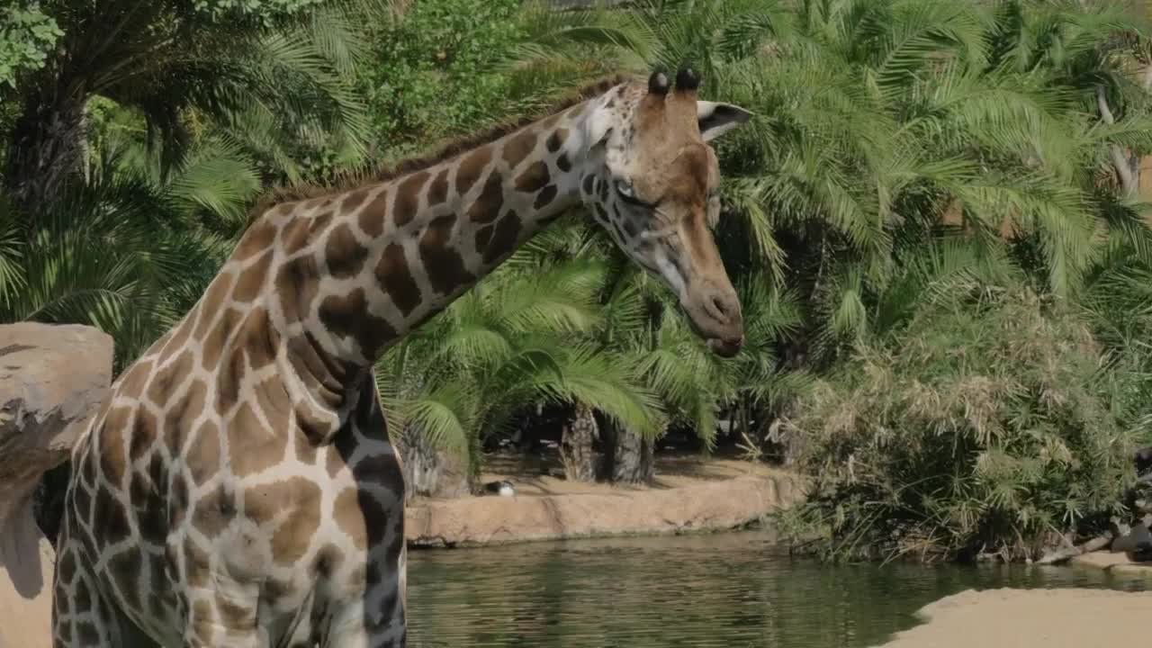 Stock Video Giraffe Looking Around Live Wallpaper For PC