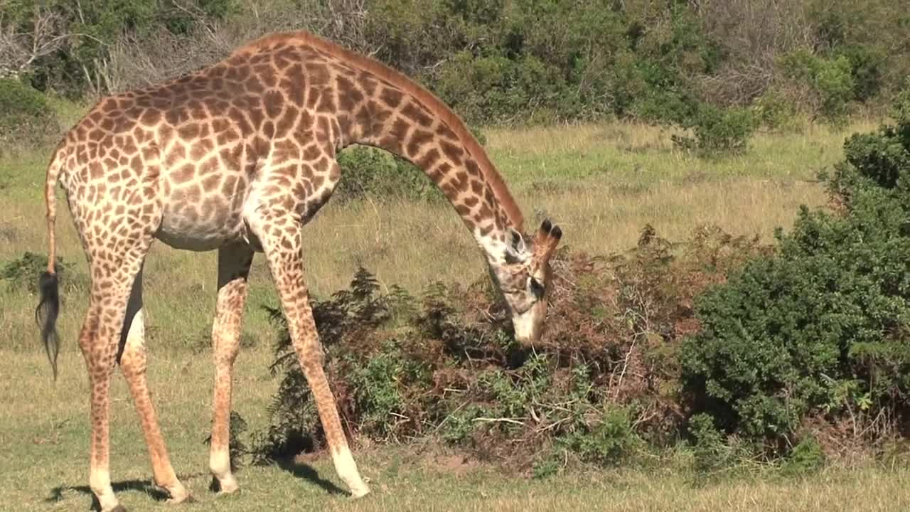 Stock Video Giraffe Grazing In The Sun Live Wallpaper For PC
