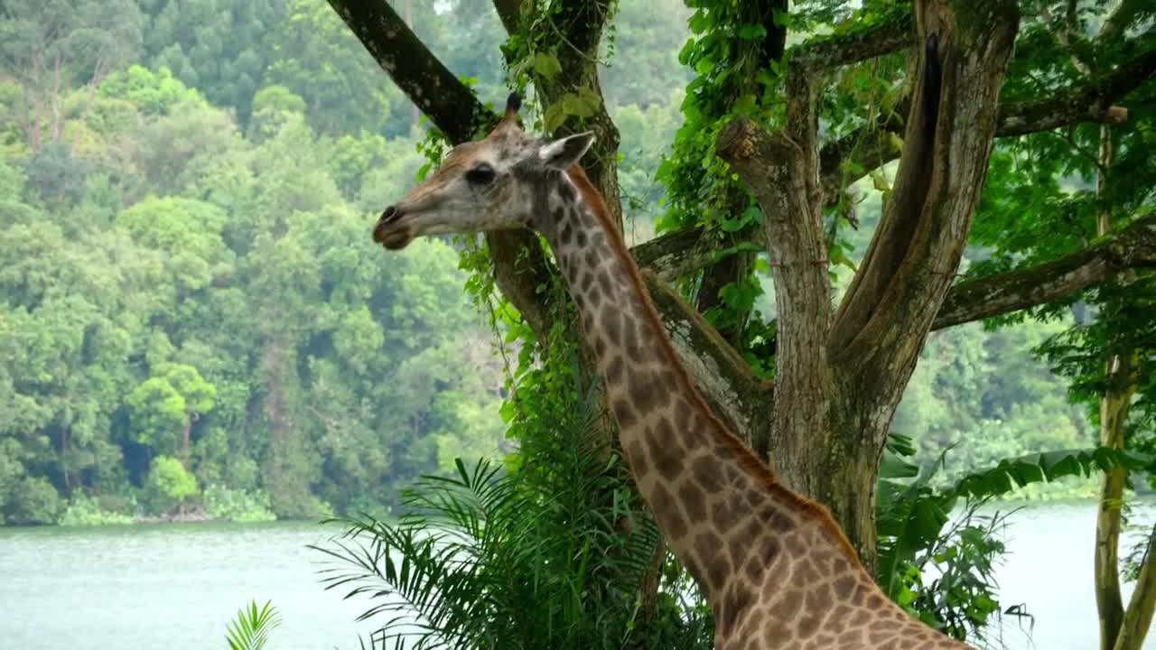 Stock Video Giraffe In Natural Environment Live Wallpaper For PC