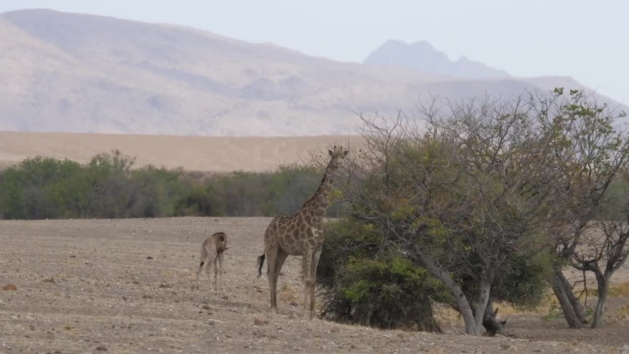 Stock Video Giraffe Eats From A Tree On The Savanna Live Wallpaper For PC