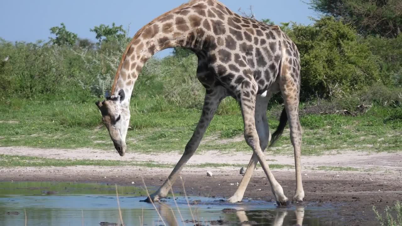 Stock Video Giraffe Drinking From A Pond Live Wallpaper For PC