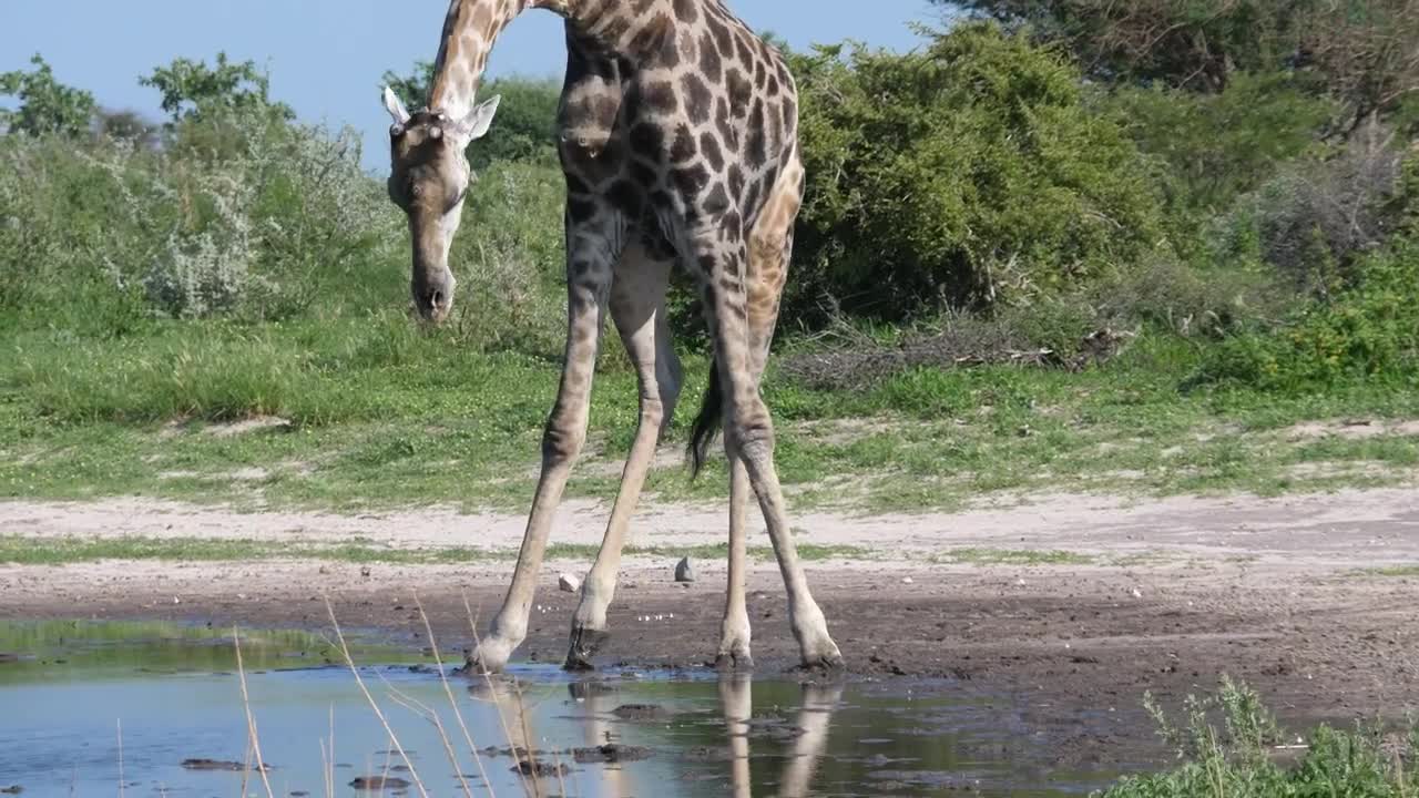 Stock Video Giraffe Bending Down To Drink At The Pond Live Wallpaper For PC
