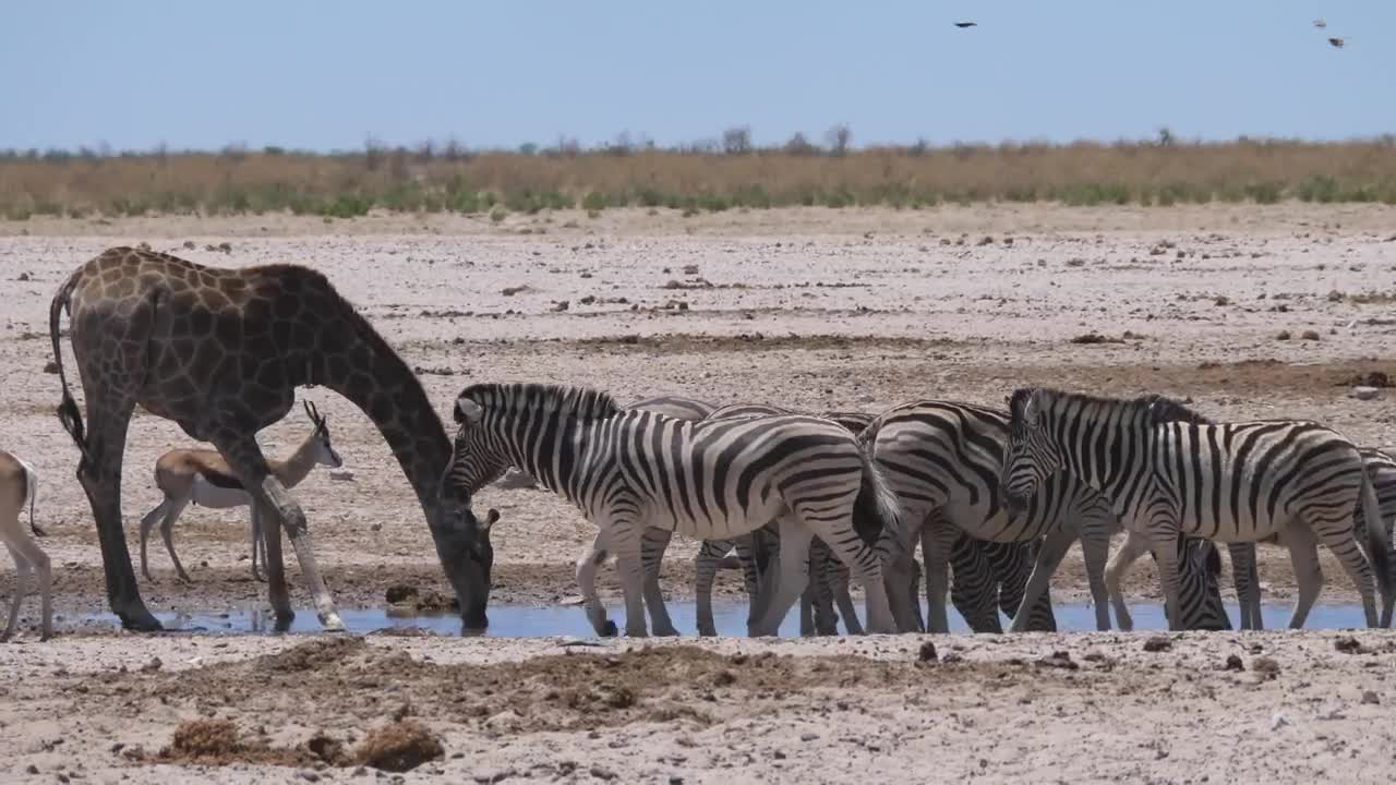 Stock Video Giraffe And A Herd Of Zebras Scare Up On A Live Wallpaper For PC