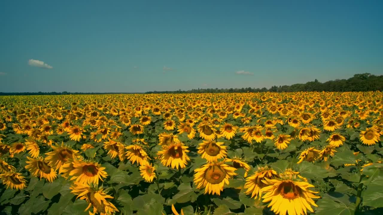 Stock Video Gigantic Field Of Sunflowers On A Sunny Day Live Wallpaper For PC