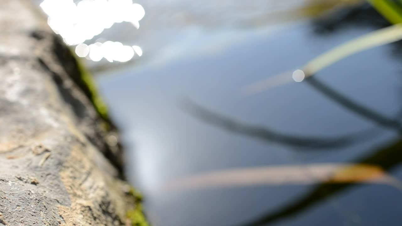 Stock Video Gentle Stream In A Garden Live Wallpaper For PC