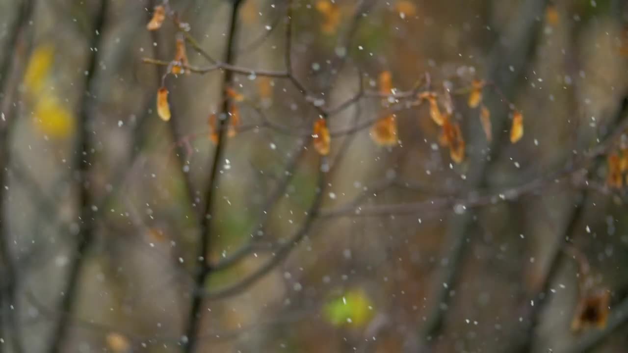Stock Video Gentle Snow In The Autumn Live Wallpaper For PC