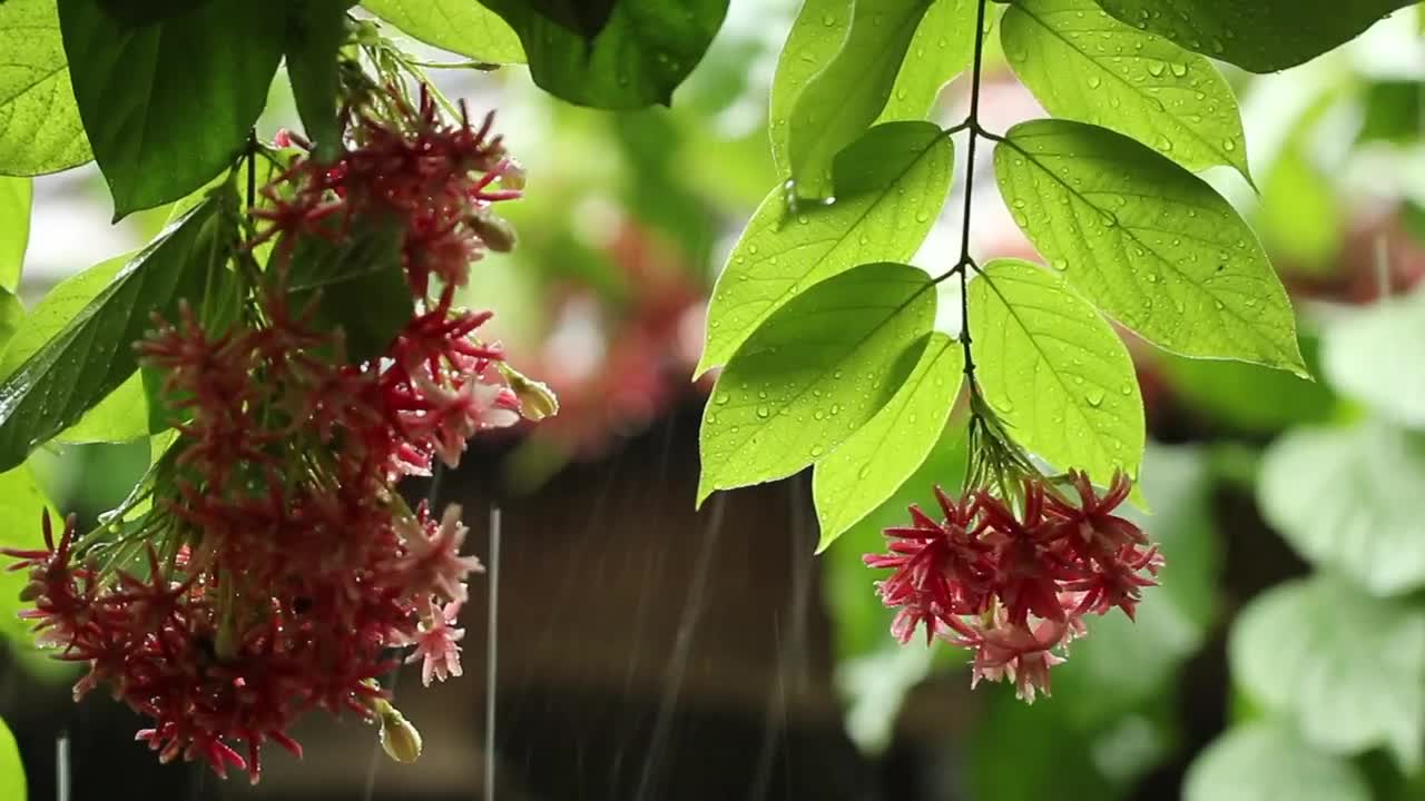 Stock Video Gentle Rain Splashing On Flowers Live Wallpaper For PC
