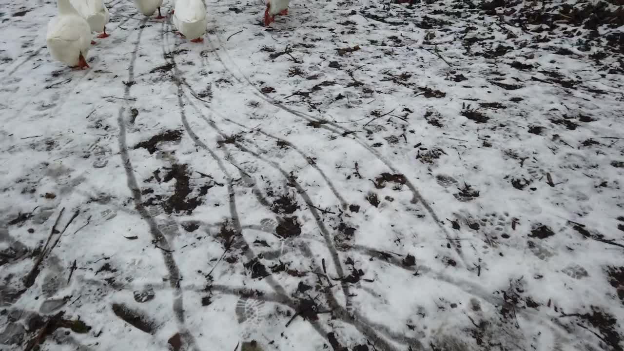 Stock Video Geese Walking Along A Pond Live Wallpaper For PC