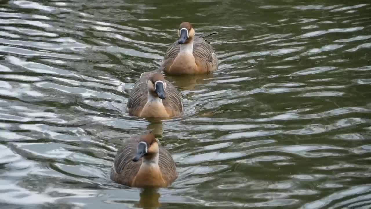 Stock Video Geese Swimming In The Lake Live Wallpaper For PC